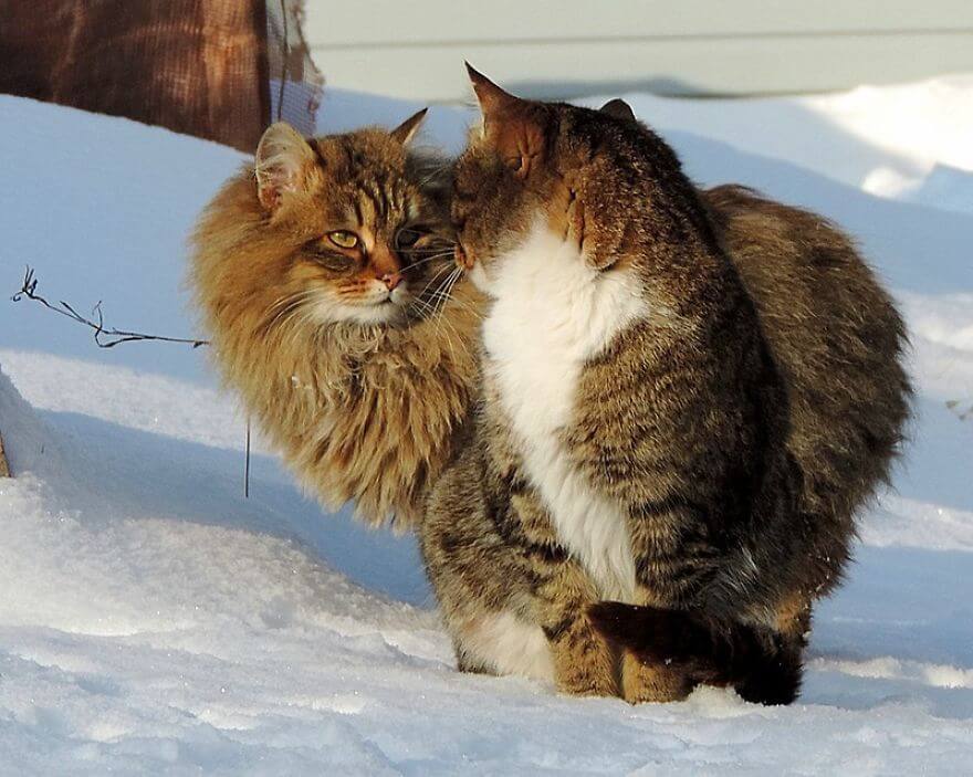 inspiringlife.pt - Gatos siberianos "ocupam" quinta e mostram o quão majestosos são eles