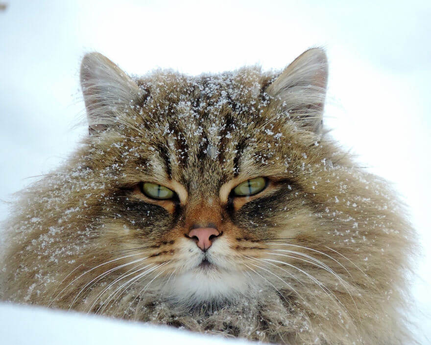 inspiringlife.pt - Gatos siberianos "ocupam" quinta e mostram o quão majestosos são eles