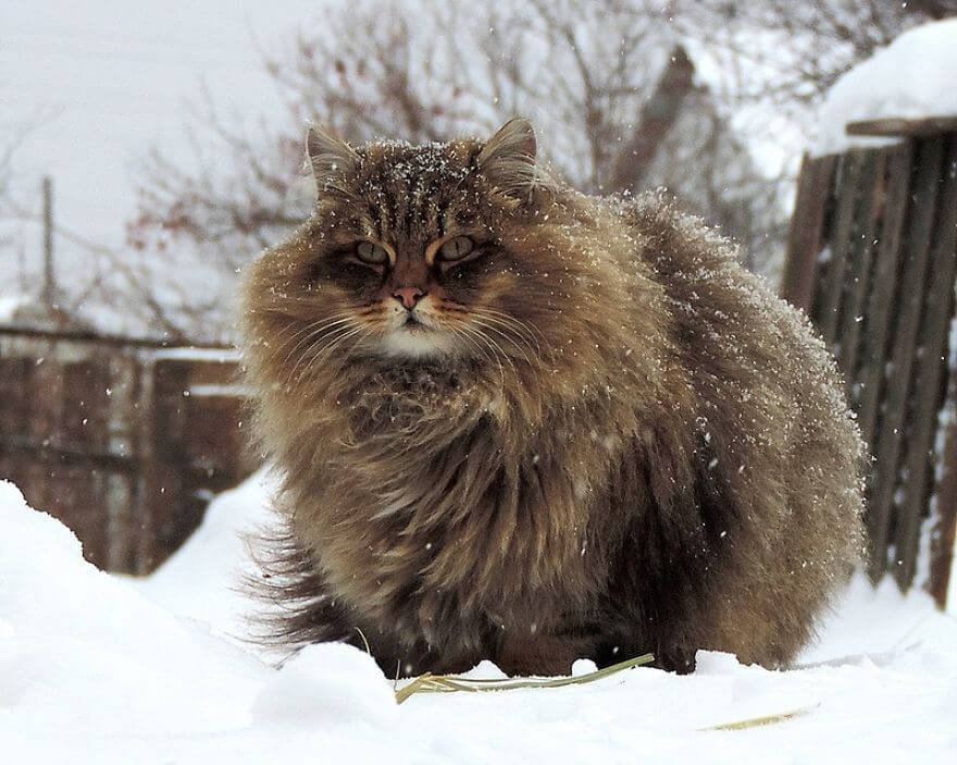 inspiringlife.pt - Gatos siberianos "ocupam" quinta e mostram o quão majestosos são eles