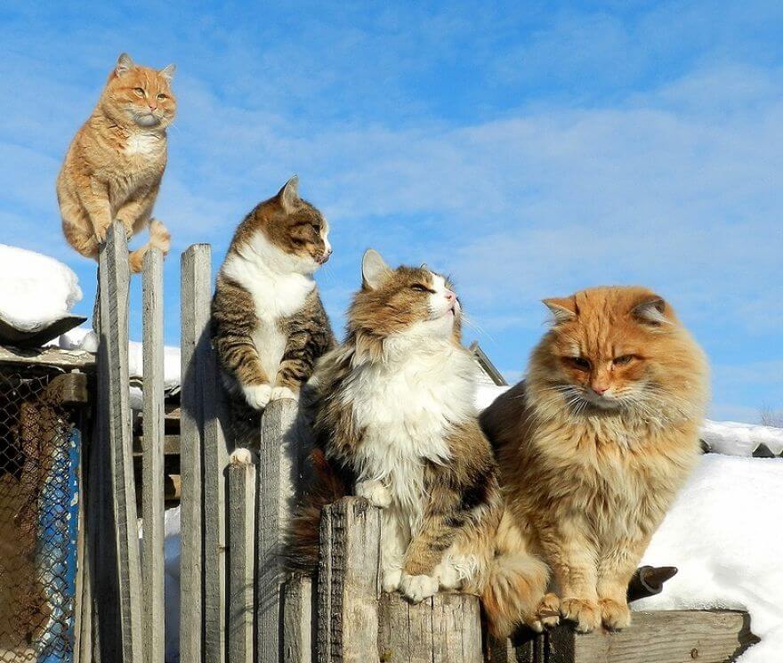 inspiringlife.pt - Gatos siberianos "ocupam" quinta e mostram o quão majestosos são eles