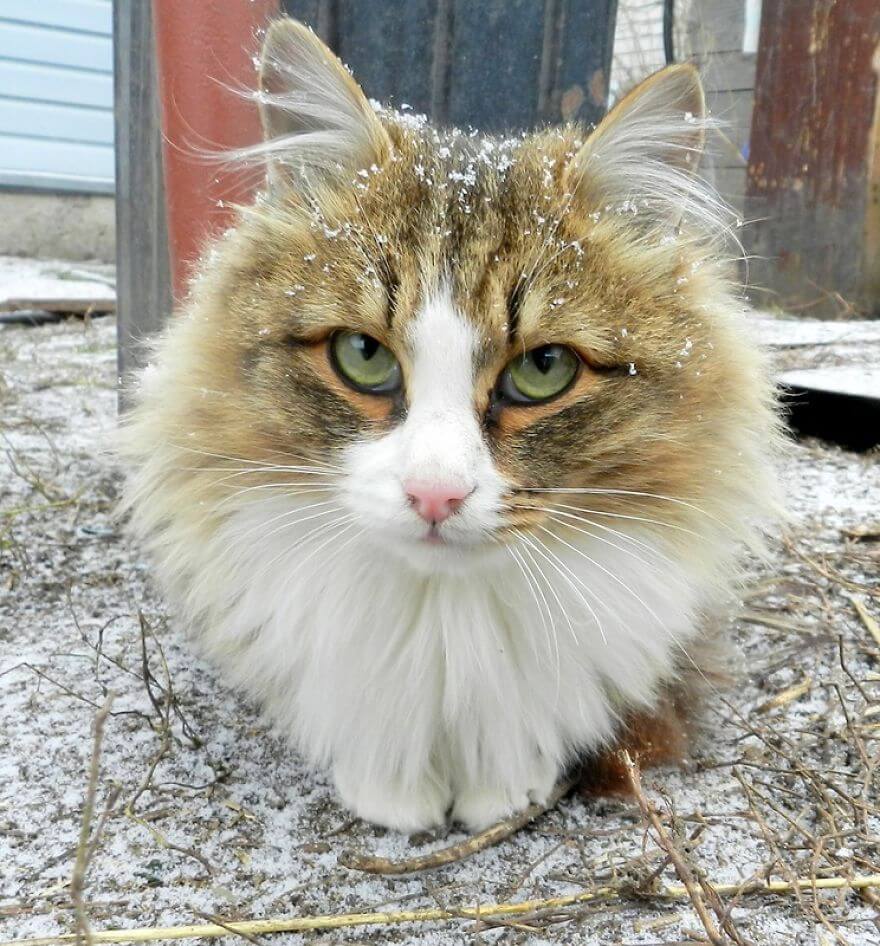 inspiringlife.pt - Gatos siberianos "ocupam" quinta e mostram o quão majestosos são eles