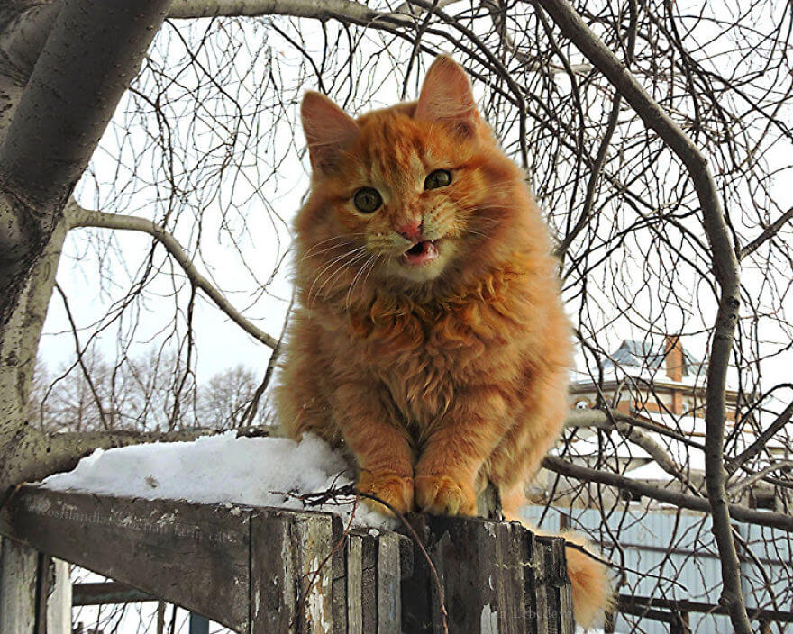 inspiringlife.pt - Gatos siberianos "ocupam" quinta e mostram o quão majestosos são eles