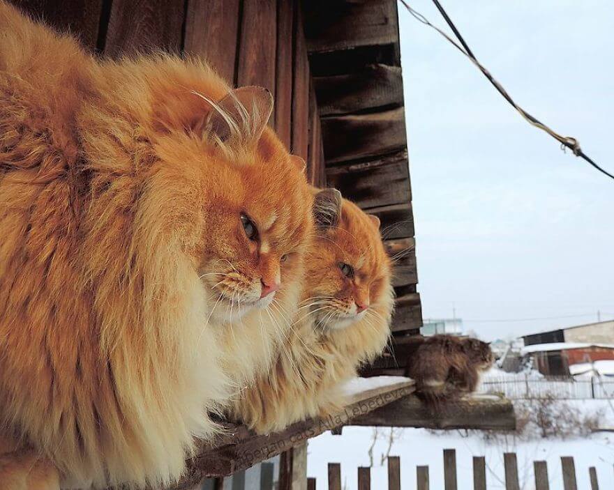 inspiringlife.pt - Gatos siberianos "ocupam" quinta e mostram o quão majestosos são eles