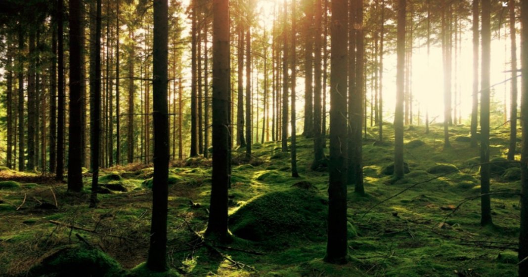 Homem começou a plantar árvores desde os 16 anos e criou uma verdadeira floresta sozinho