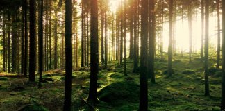 Homem começou a plantar árvores desde os 16 anos e criou uma verdadeira floresta sozinho