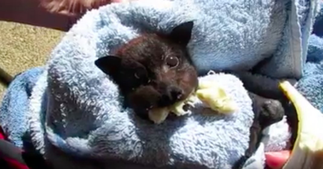 Morcego bebé enche as suas bochechas de banana ao ser resgatado após ser atropelado