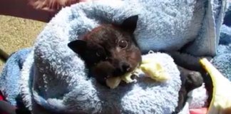 Morcego bebé enche as suas bochechas de banana ao ser resgatado após ser atropelado
