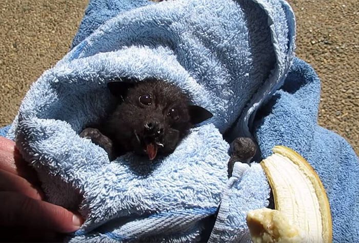 inspiringlife.pt - Morcego bebé enche as suas bochechas de banana ao ser resgatado após ser atropelado