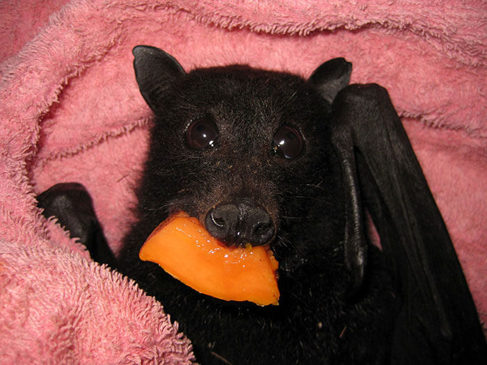 inspiringlife.pt - Morcego bebé enche as suas bochechas de banana ao ser resgatado após ser atropelado