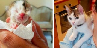 Mulher salva gatinho do caixote do lixo e descobre que ele é extremamente raro