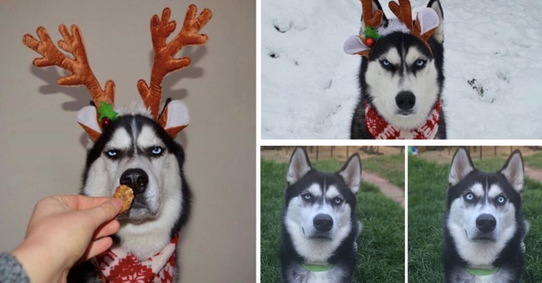 Mulher tenta fazer sessão fotográfica de Natal com o seu Husky e o resultado é hilariante