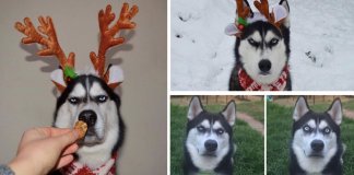 Mulher tenta fazer sessão fotográfica de Natal com o seu Husky e o resultado é hilariante