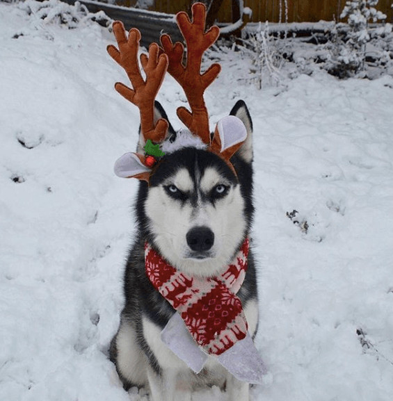 inspiringlife.pt - Mulher tenta fazer sessão fotográfica de Natal com o seu Husky e o resultado é hilariante