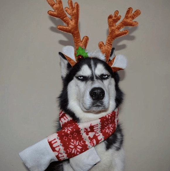 inspiringlife.pt - Mulher tenta fazer sessão fotográfica de Natal com o seu Husky e o resultado é hilariante