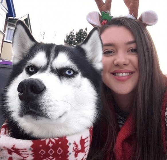 inspiringlife.pt - Mulher tenta fazer sessão fotográfica de Natal com o seu Husky e o resultado é hilariante