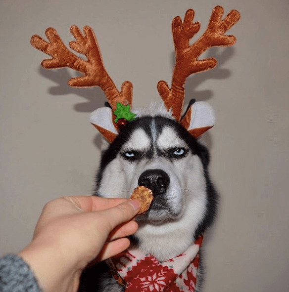 inspiringlife.pt - Mulher tenta fazer sessão fotográfica de Natal com o seu Husky e o resultado é hilariante