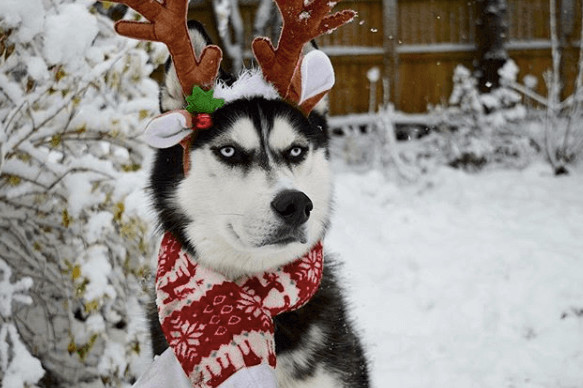 inspiringlife.pt - Mulher tenta fazer sessão fotográfica de Natal com o seu Husky e o resultado é hilariante