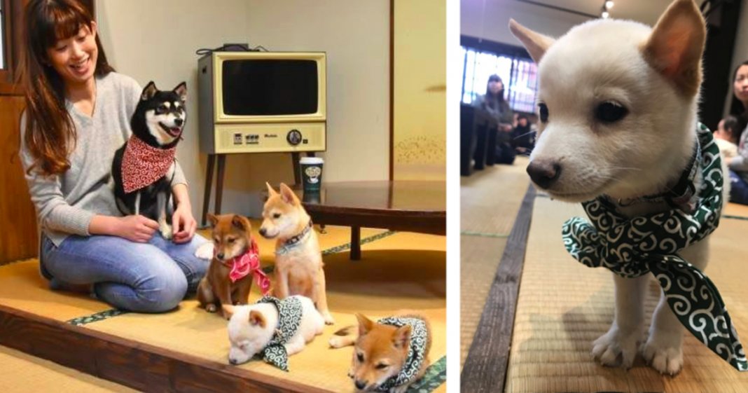 Primeiro café Mini-Shiba acabou de abrir no Japão