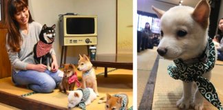 Primeiro café Mini-Shiba acabou de abrir no Japão