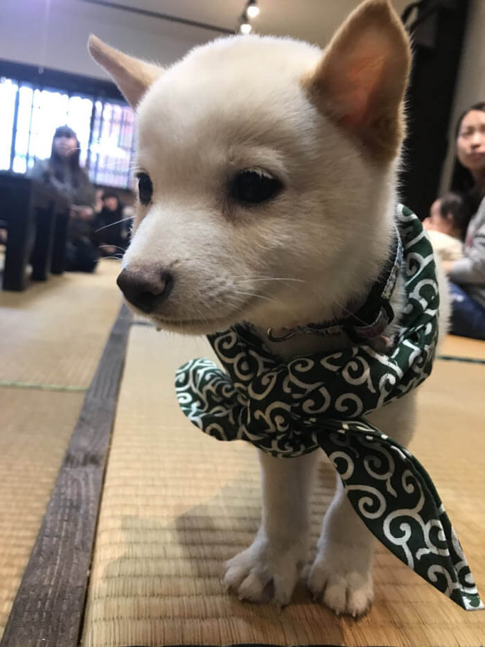 inspiringlife.pt - Primeiro café Mini-Shiba acabou de abrir no Japão