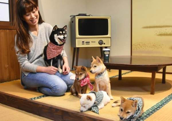 inspiringlife.pt - Primeiro café Mini-Shiba acabou de abrir no Japão