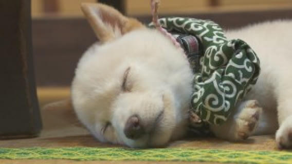 inspiringlife.pt - Primeiro café Mini-Shiba acabou de abrir no Japão