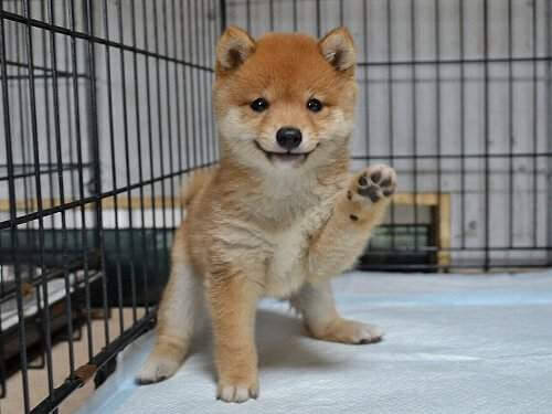 inspiringlife.pt - Primeiro café Mini-Shiba acabou de abrir no Japão