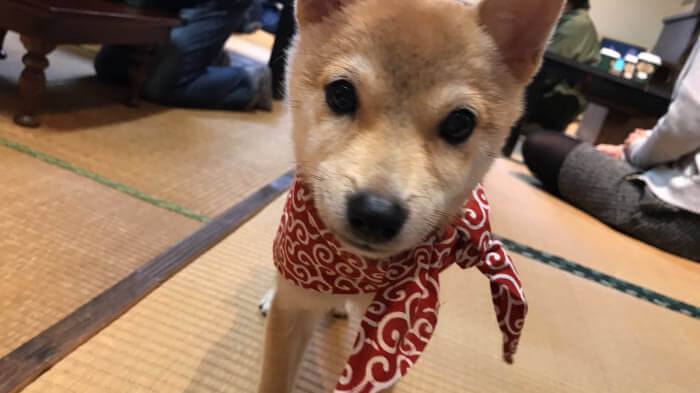 inspiringlife.pt - Primeiro café Mini-Shiba acabou de abrir no Japão