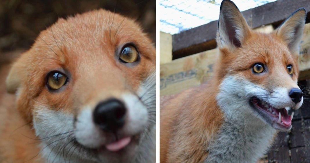 Raposa resgatada em bebé torna-se demasiado dócil para ser libertada na Natureza