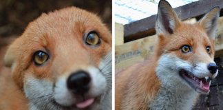 Raposa resgatada em bebé torna-se demasiado dócil para ser libertada na Natureza