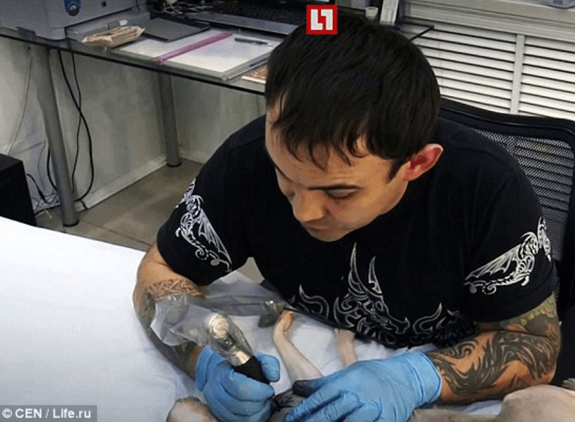 inspiringlife.pt - Tatuador russo é alvo de criticas por todo o Mundo após ter tatuado o seu gato