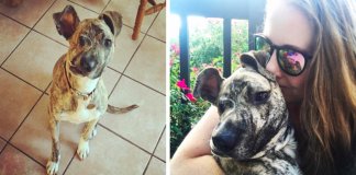 Veterinária adopta cachorro desfigurado vitima de violência