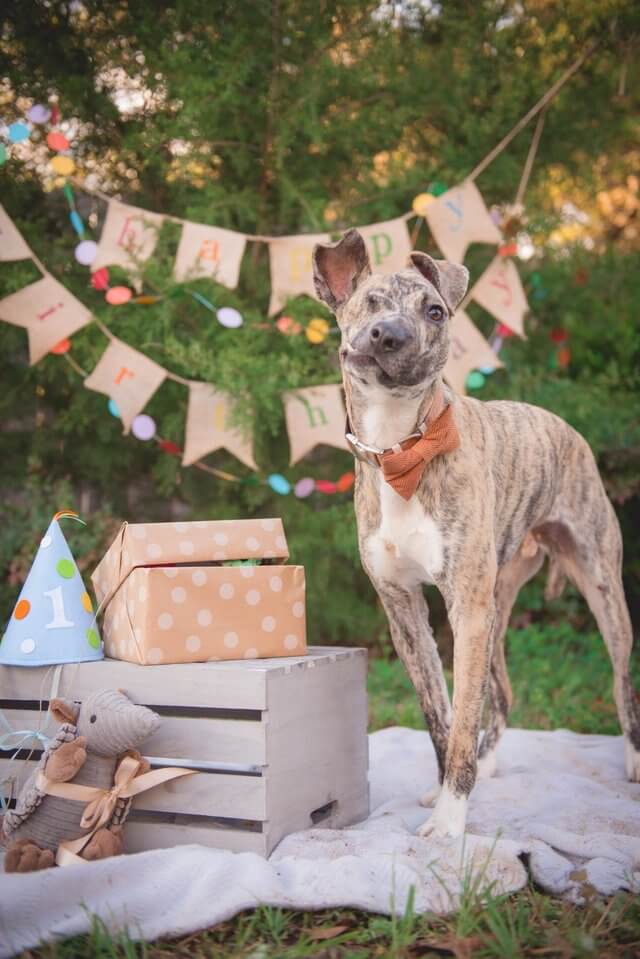 inspiringlife.pt - Veterinária adopta cachorro desfigurado vitima de violência