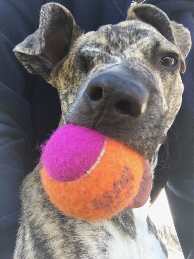 inspiringlife.pt - Veterinária adopta cachorro desfigurado vitima de violência