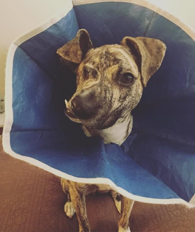 inspiringlife.pt - Veterinária adopta cachorro desfigurado vitima de violência