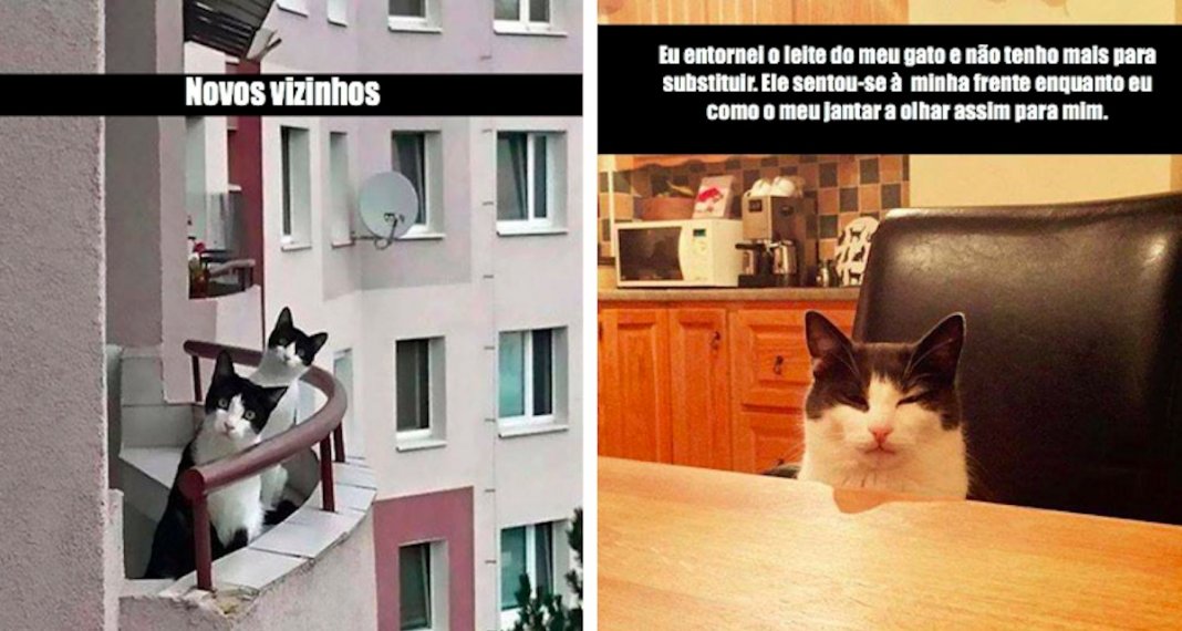 12 fotos que provam o quão hilariantes os gatos conseguem ser, mesmo com o seu ar sério