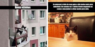12 fotos que provam o quão hilariantes os gatos conseguem ser, mesmo com o seu ar sério