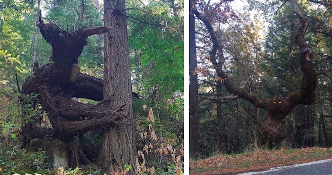 26 árvores tão estranhas que te vão fazer olhar duas vezes