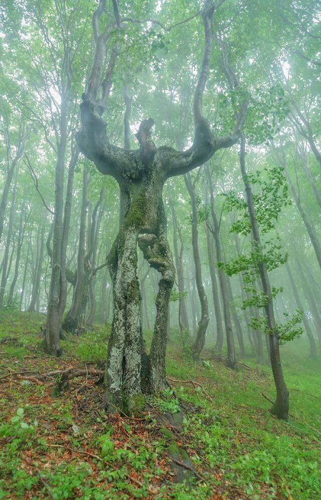 inspiringlife.pt - 26 árvores tão estranhas que te vão fazer olhar duas vezes