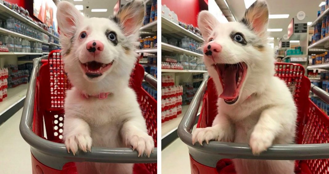 Cachorrinha vai ao supermercado e a sua reacção está a derreter corações por todo o Mundo