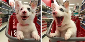 Cachorrinha vai ao supermercado e a sua reacção está a derreter corações por todo o Mundo