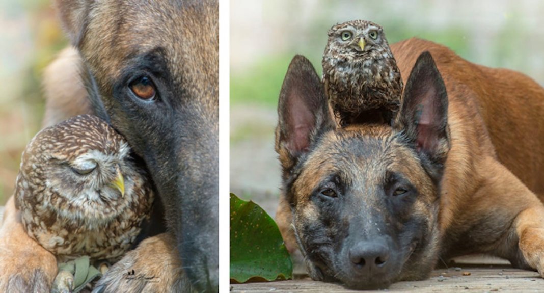 Cachorro e corujas têm uma amizade improvável e absolutamente adorável