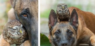 Cachorro e corujas têm uma amizade improvável e absolutamente adorável