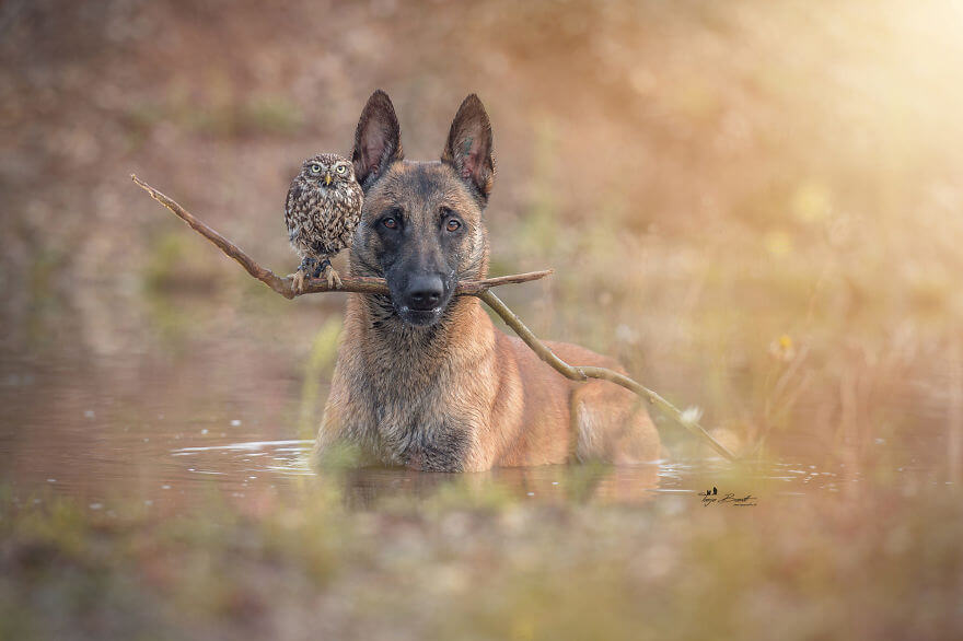 inspiringlife.pt - Cachorro e corujas têm uma amizade improvável e absolutamente adorável