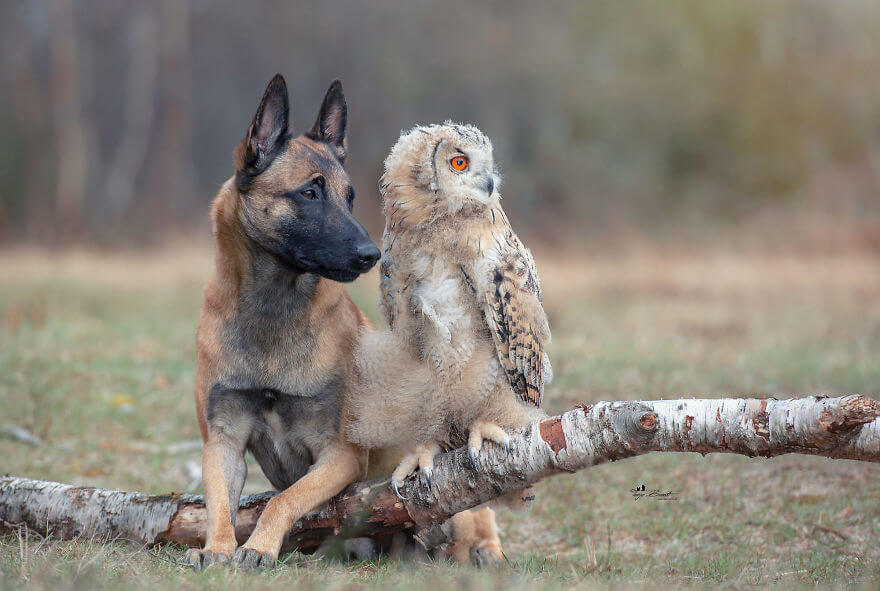 inspiringlife.pt - Cachorro e corujas têm uma amizade improvável e absolutamente adorável