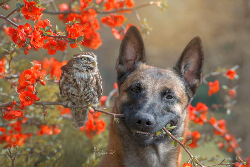 inspiringlife.pt - Cachorro e corujas têm uma amizade improvável e absolutamente adorável