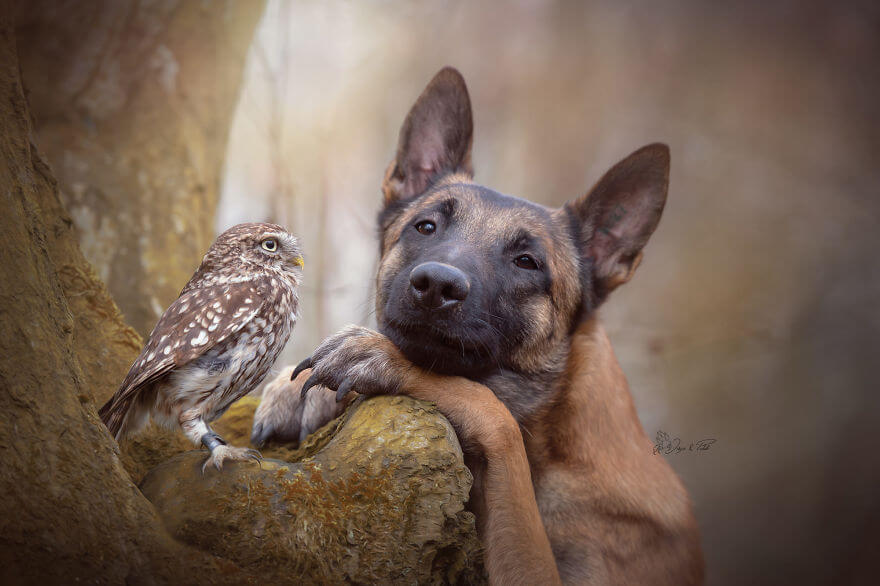 inspiringlife.pt - Cachorro e corujas têm uma amizade improvável e absolutamente adorável