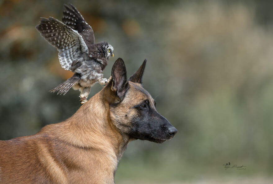 inspiringlife.pt - Cachorro e corujas têm uma amizade improvável e absolutamente adorável