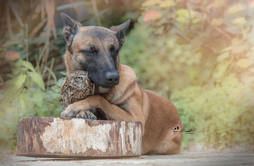 inspiringlife.pt - Cachorro e corujas têm uma amizade improvável e absolutamente adorável