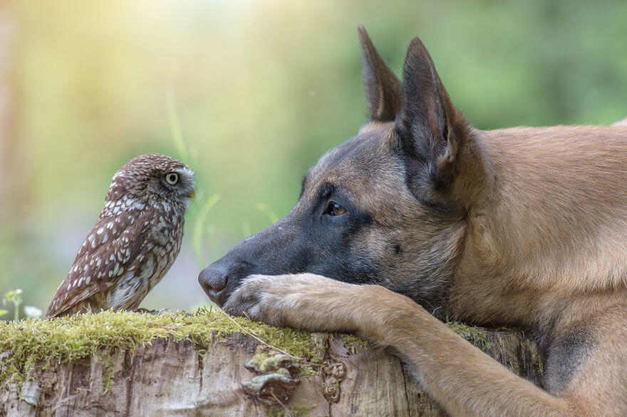 inspiringlife.pt - Cachorro e corujas têm uma amizade improvável e absolutamente adorável